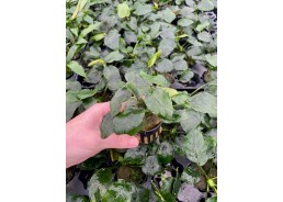 Anubias nana thick leaf -...