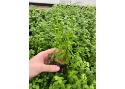 Bacopa crenata - Pot de 5cm