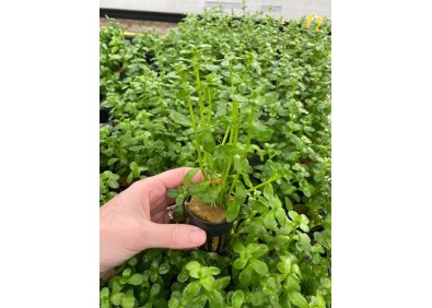 Bacopa crenata - Pot de 5cm