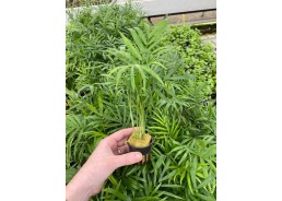 Chamaedorea (palm) - Pot de...