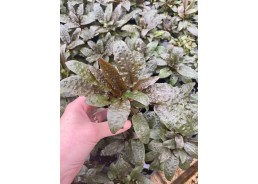 Cryptocoryne beckettii -...