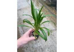 Cryptocoryne costata - Pot...