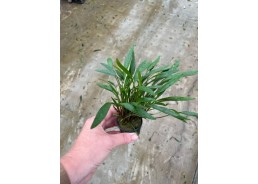 Cryptocoryne nevellii - Pot...