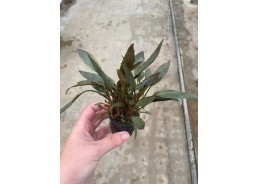 Cryptocoryne petchii pink -...