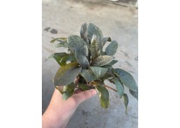 Cryptocoryne walkerii - Pot...