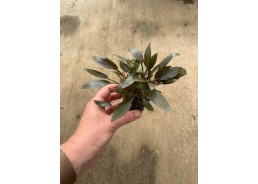 Cryptocoryne wendtii bruin...