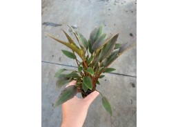 Cryptocoryne wendtii rood -...