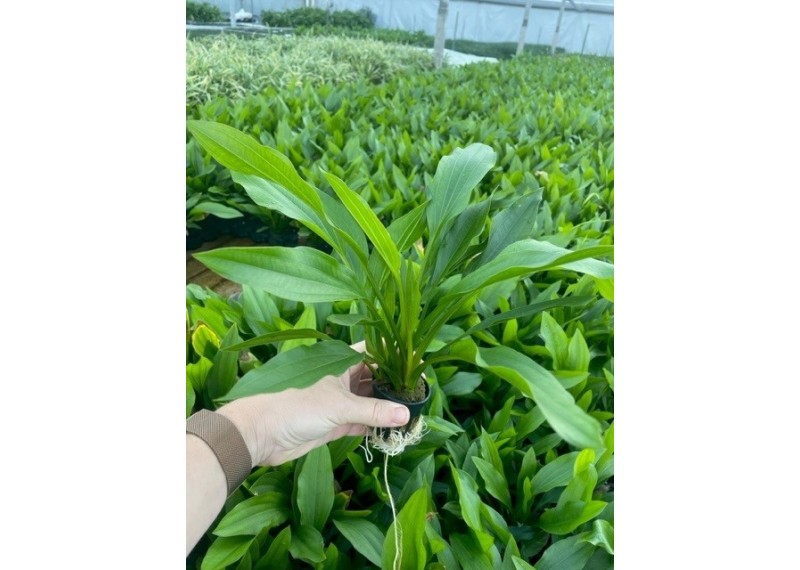 Echinodorus argentinensis - Pot de 5cm