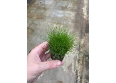 Eleocharis parvulus - Pot de 5cm