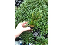 Eustralis stellatus strong...