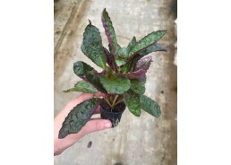 Hemiographis colorata - Pot...