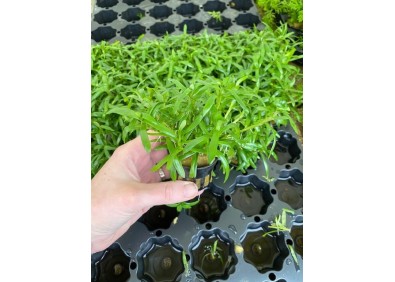 Heteranthera zosterifolia - Pot de 5cm