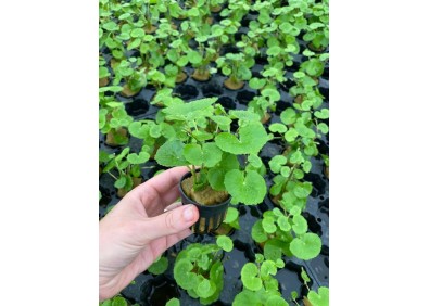 Hydrocotyle leucocephala - Pot de 5 cm