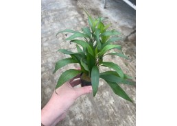 Hygrophila angustifolia -...