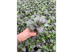 Hygrophila corymbosa - Pot...