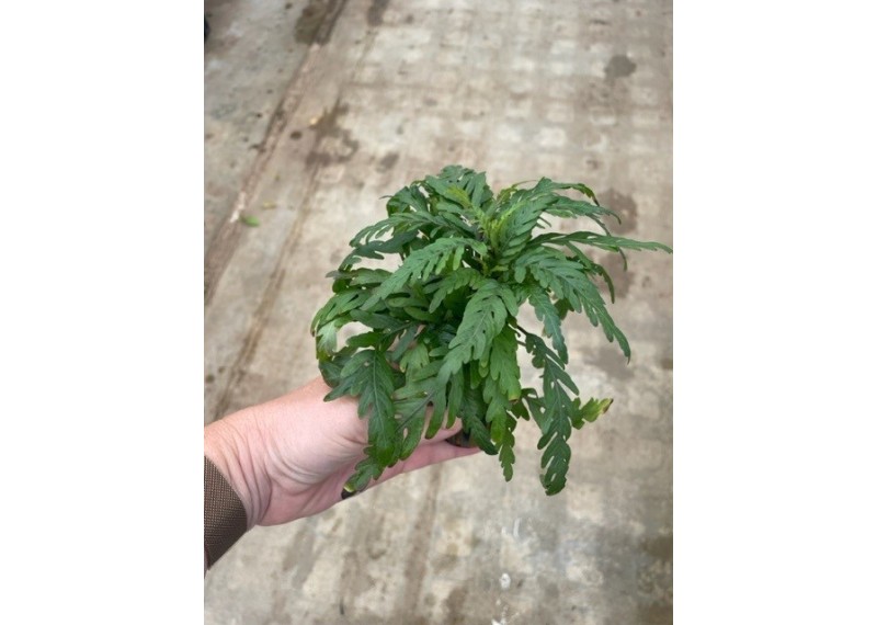 Hygrophila pinnatifida - Pot de 5cm