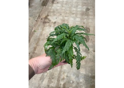 Hygrophila pinnatifida - Pot de 5cm