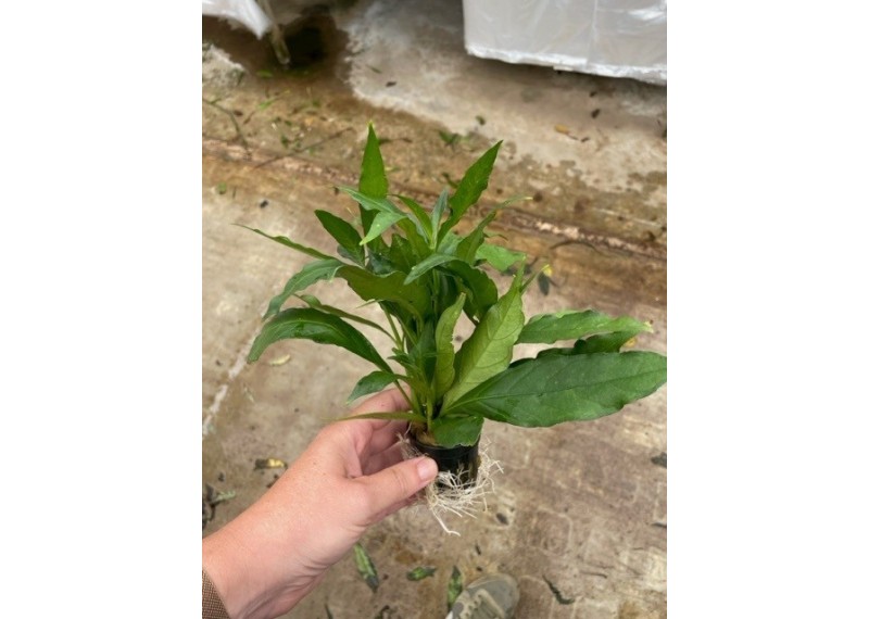 Justicia gendarusa - Pot de 5cm