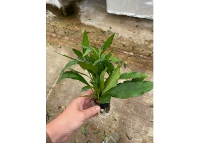 Justicia gendarusa - Pot de 5cm