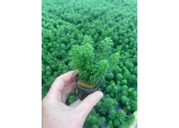 Limnophila sessiliflora -...