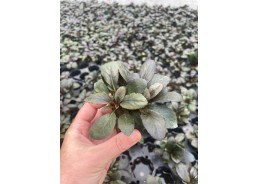 Lobelia cardinalis - Pot de...