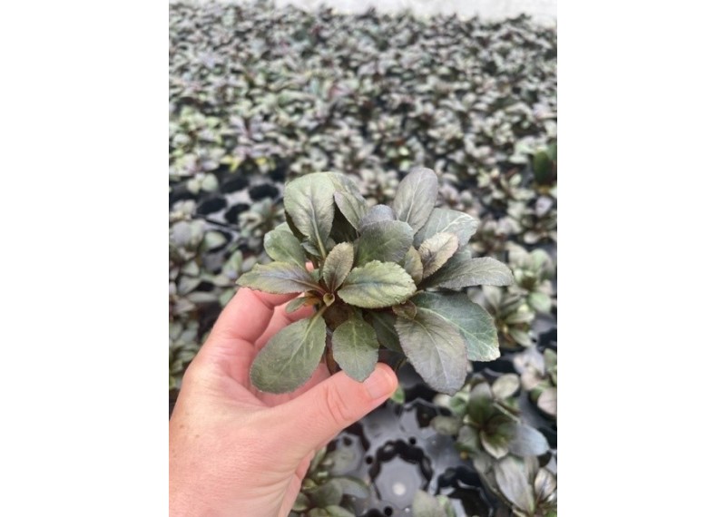 Lobelia cardinalis - Pot de 5cm