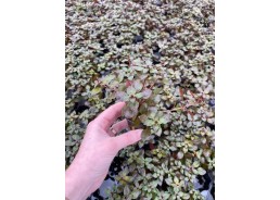 Ludwigia palustris super...