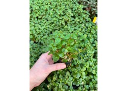 Ludwigia palustris rood -...