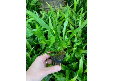 Microsorum pteropus - Pot de 5cm