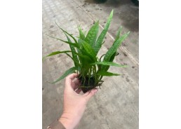 Microsorum narrow leaf -...