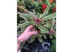 Neoregelia (bromelia) - Pot...