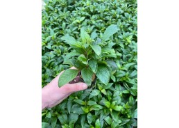 Nomaphila siamensis - Pot...