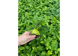 Nomaphila variegata - Pot...