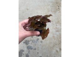 Nymphea lotus rood - Pot de...