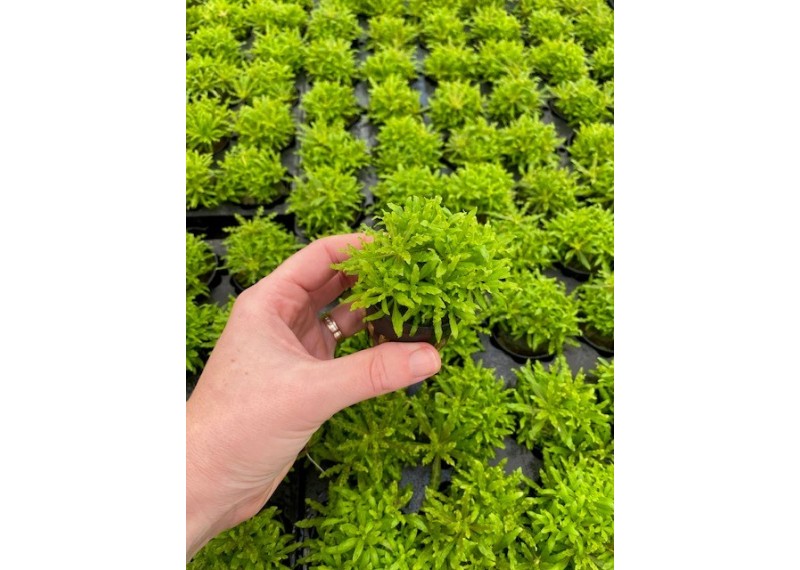 Pogostemon helferi - Pot de 5cm