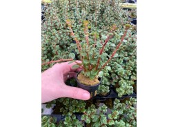 Rotala orange juice - Pot...