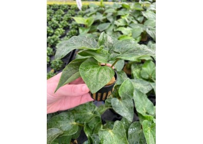 Saururus cernuus - Pot de 5cm