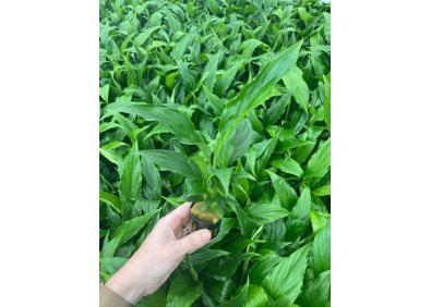 Spathiphyllum - Pot de 5cm (terrarium)