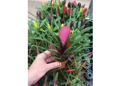 Tillandisa (bromelia) - Pot de 5cm (terrarium)