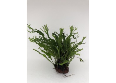 Microsorum pteropus sur pierre de lave