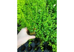 Lysimachia nummularia - Pot...