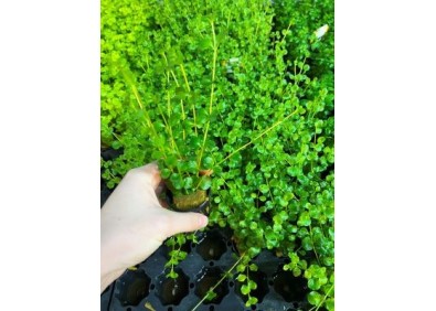 Lysimachia nummularia - Pot de 5cm