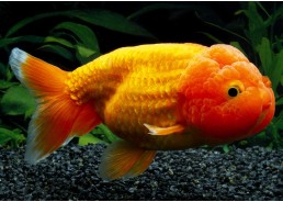 Ranchu lionhead rouge