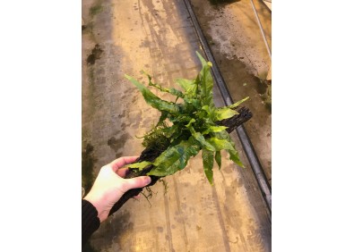 Microsorum pteropus sur racine (medium)