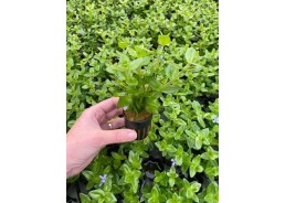 Bacopa amplexicaulis...