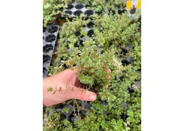 Rotala colorata - Pot de 5cm