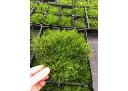 Mousse de java sur tapis...