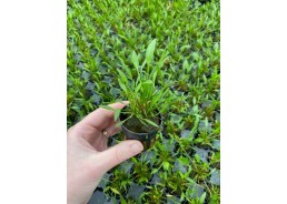 Echinodorus tenellus - Pot...