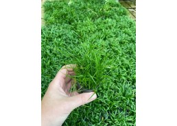 Lilaeopsis mauritius - Pot...