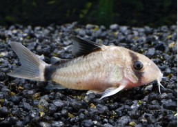 Corydoras bandit (metae)